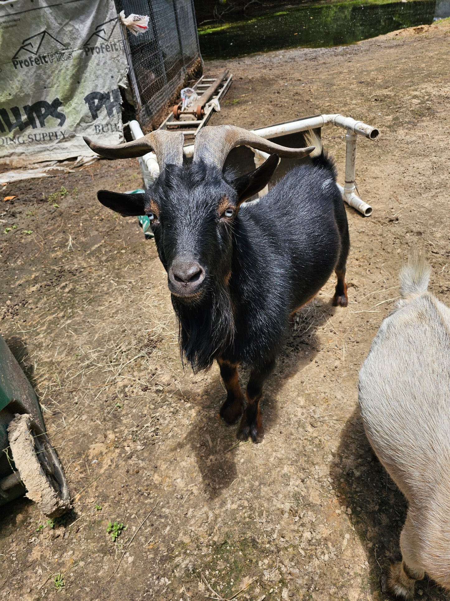 Goat